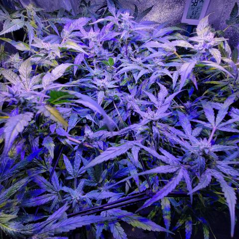 RoMelly growlog timeline photo