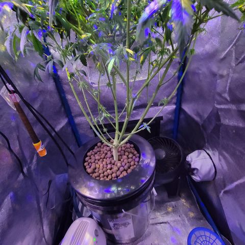 RoMelly growlog timeline photo