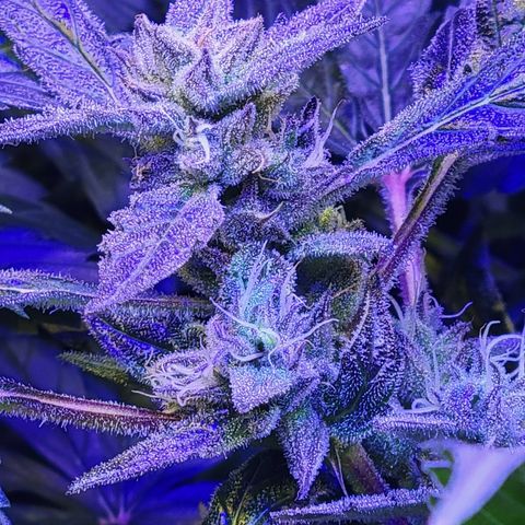 RoMelly growlog timeline photo