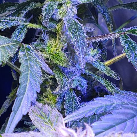 RoMelly growlog timeline photo