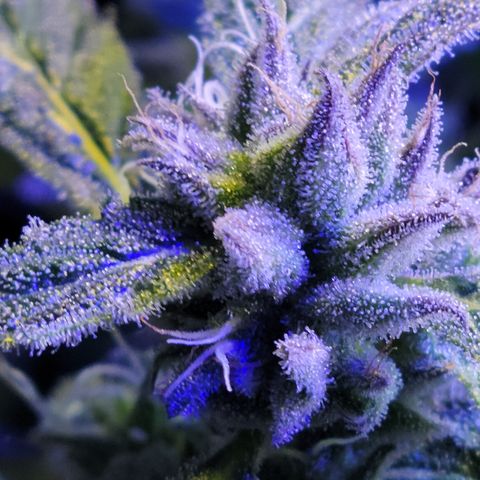 RoMelly growlog timeline photo