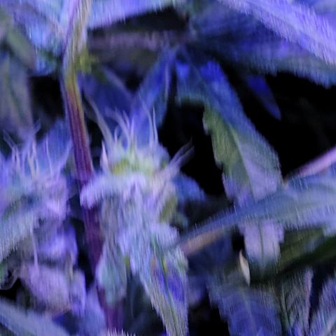 RoMelly growlog timeline photo