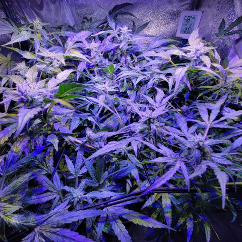 RoMelly growlog timeline photo
