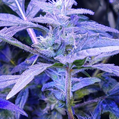 RoMelly growlog timeline photo