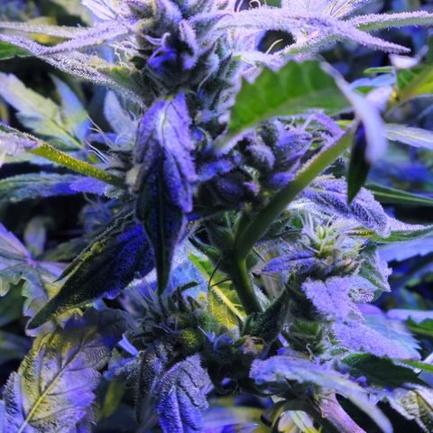 RoMelly growlog timeline photo