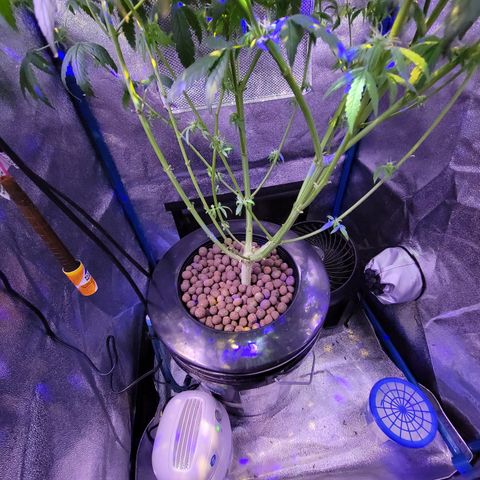 RoMelly growlog timeline photo