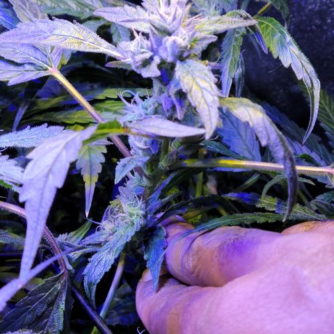 RoMelly growlog timeline photo