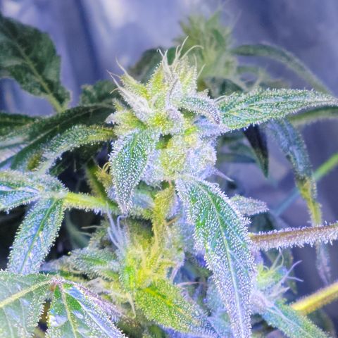 RoMelly growlog timeline photo