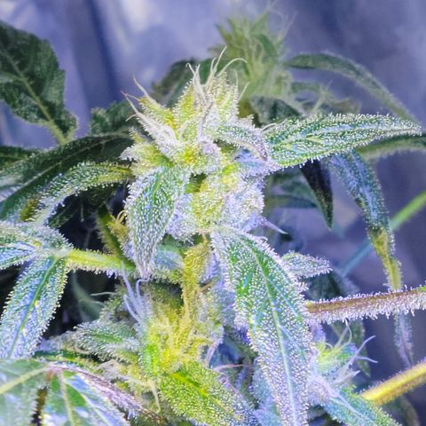 RoMelly growlog timeline photo