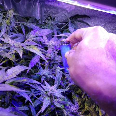 RoMelly growlog timeline photo