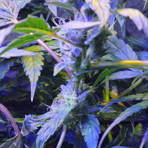 RoMelly growlog timeline photo