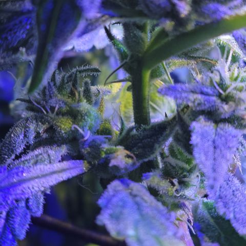 RoMelly growlog timeline photo