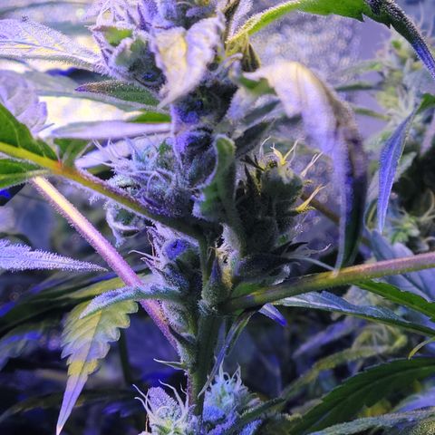 RoMelly growlog timeline photo
