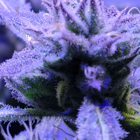 RoMelly growlog timeline photo