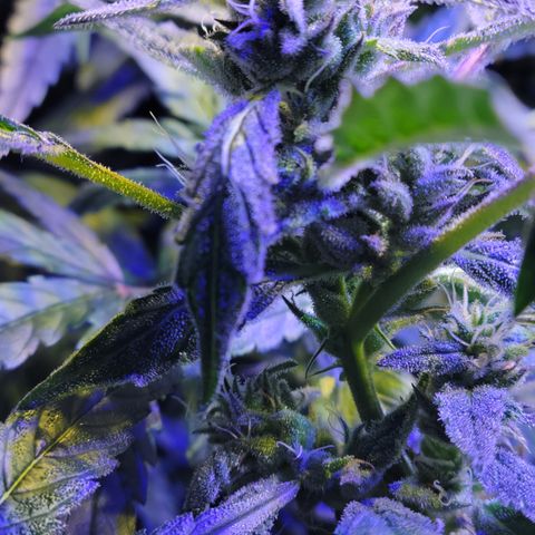 RoMelly growlog timeline photo