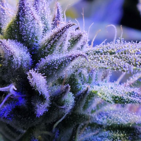 RoMelly growlog timeline photo