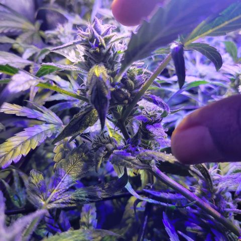 RoMelly growlog timeline photo
