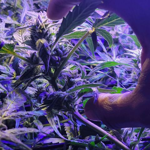 RoMelly growlog timeline photo