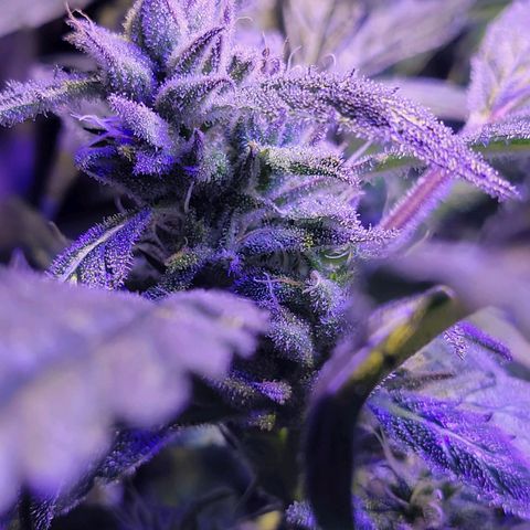 RoMelly growlog timeline photo