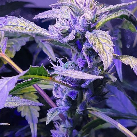 RoMelly growlog timeline photo