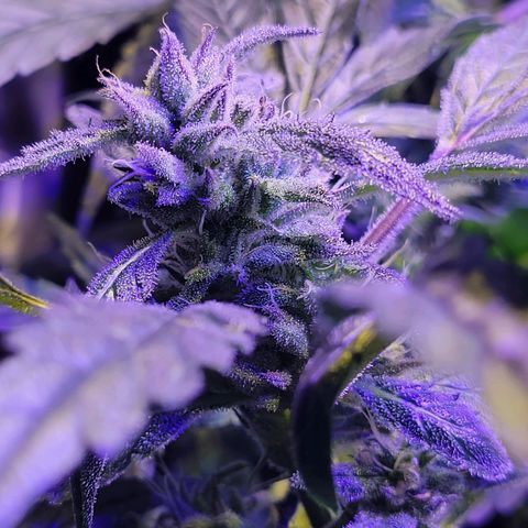 RoMelly growlog timeline photo
