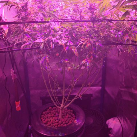 RoMelly growlog timeline photo