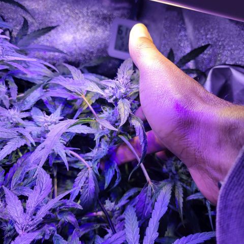 RoMelly growlog timeline photo