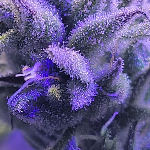RoMelly growlog timeline photo
