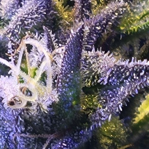 RoMelly growlog timeline photo