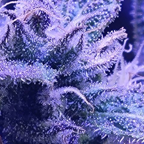 RoMelly growlog timeline photo