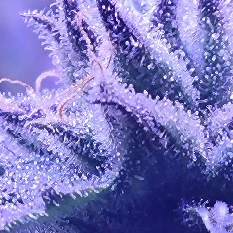RoMelly growlog timeline photo
