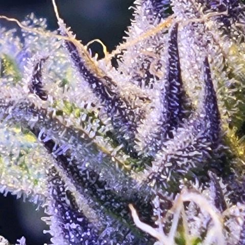 RoMelly growlog timeline photo