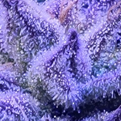 RoMelly growlog timeline photo