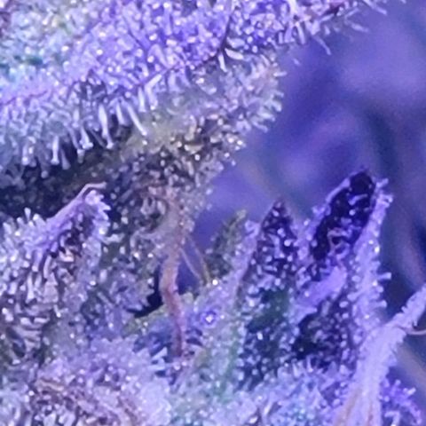 RoMelly growlog timeline photo