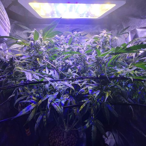 RoMelly growlog timeline photo