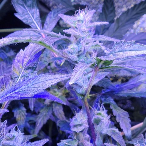 RoMelly growlog timeline photo