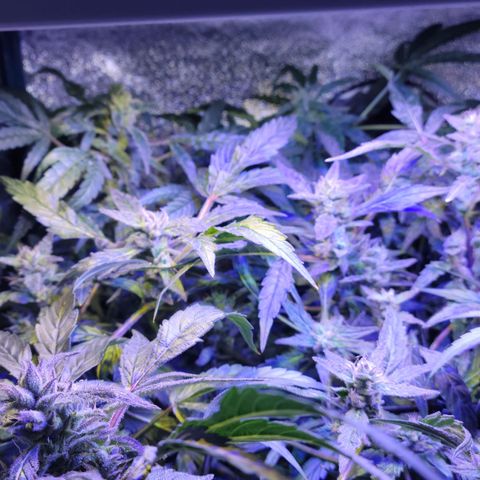 RoMelly growlog timeline photo