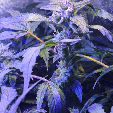 RoMelly growlog timeline photo