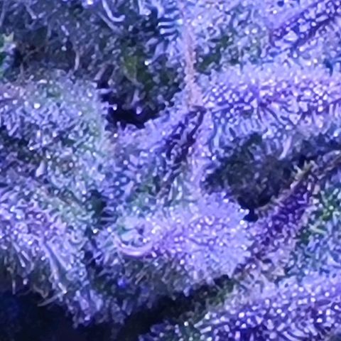 RoMelly growlog timeline photo