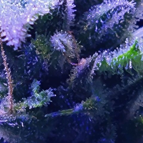 RoMelly growlog timeline photo