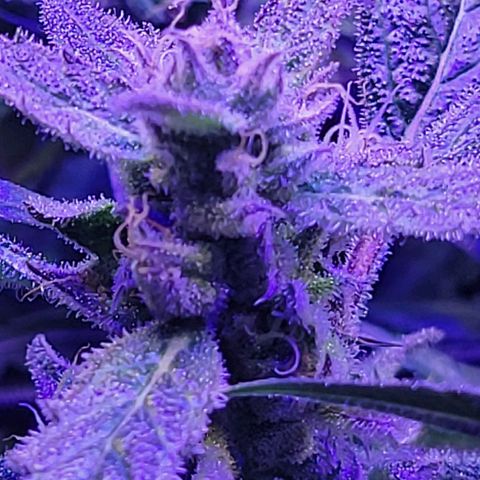 RoMelly growlog timeline photo
