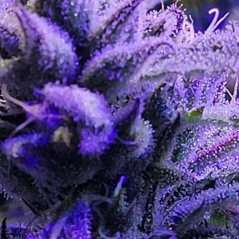 RoMelly growlog timeline photo