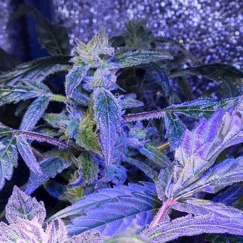 RoMelly growlog timeline photo