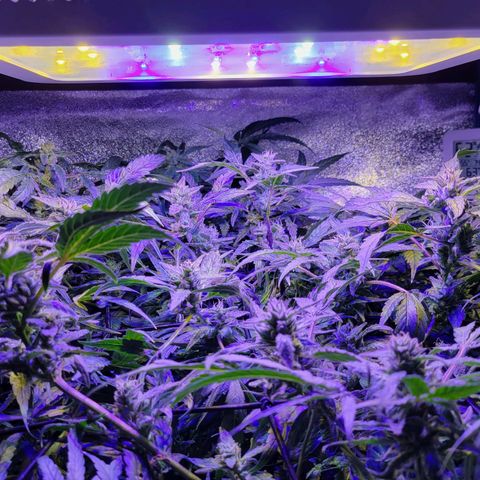 RoMelly growlog timeline photo