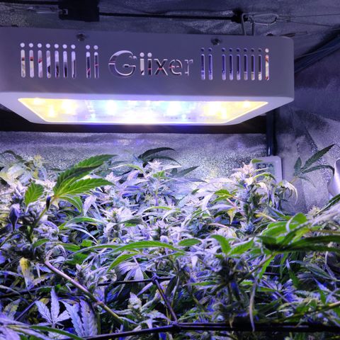 RoMelly growlog timeline photo