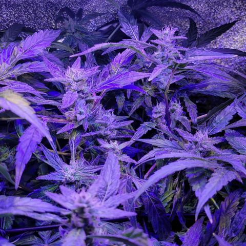 RoMelly growlog timeline photo