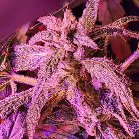 RoMelly growlog timeline photo