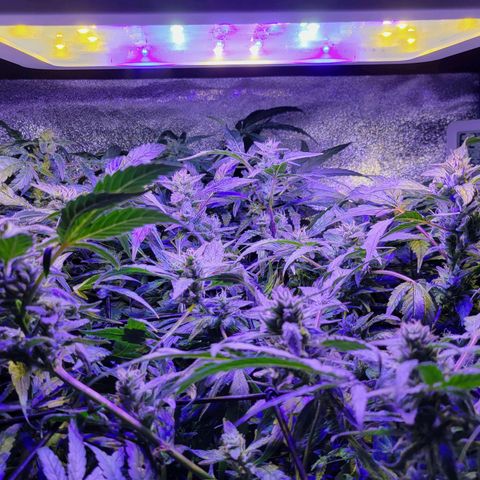 RoMelly growlog timeline photo