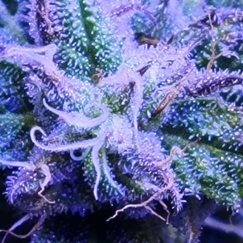 RoMelly growlog timeline photo