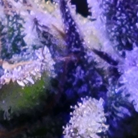 RoMelly growlog timeline photo